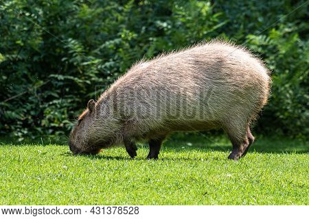 The Capybara, Hydrochoerus Hydrochaeris Is A Mammal Native To South America. It Is The Largest Livin