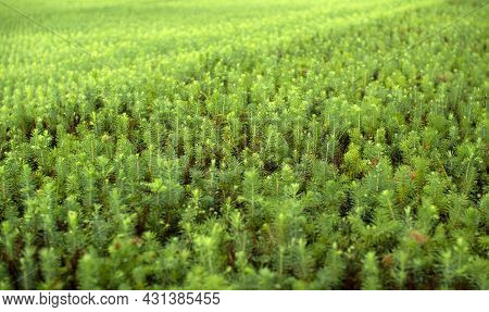 Green Seedlings Of Coniferous Trees. A Greenhouse For Growing Plants And Trees.
