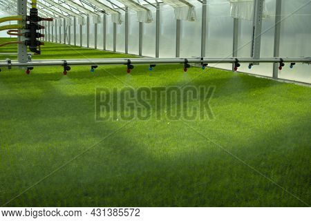 A Greenhouse For Growing Plants And Trees. Irrigation Technology In The Greenhouse.