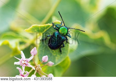 Rose Chafer Or Rose Beetle On The Green Leafs.plant With Pink Flowers.natural Background.