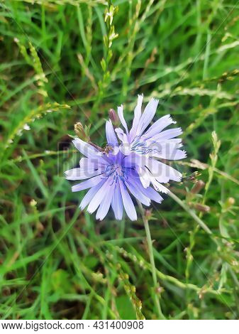 Bright Blooming Blue Succory Or Common Chicory (cichorium Intybus) Plant Flower On The Meadow On Gre