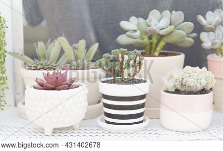 Succulent Cactus Pots In Plant Greenhouses , Cactus