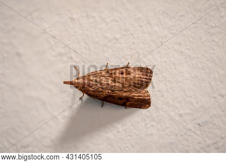 Photo Of A Moth (pyralidae), A Moth Or A Butterfly.