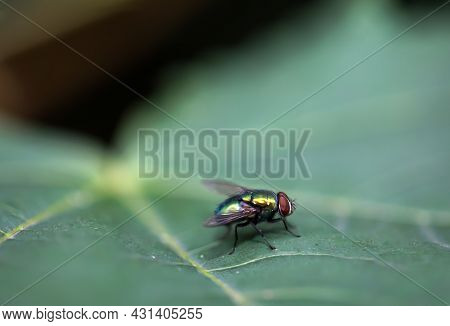 A Close Up Of A Fly On A Plant.