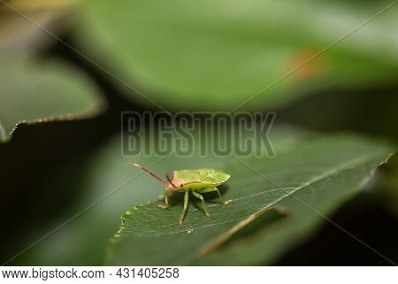 A Bug On A Plant. Portrait Of A Bug.