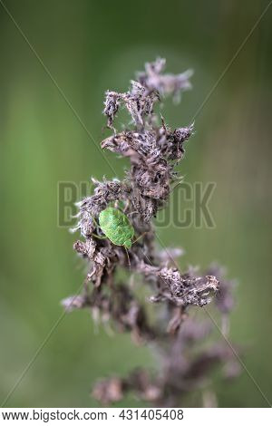 A Bug On A Plant. Portrait Of A Bug.