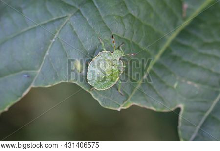 A Bug On A Plant. Portrait Of A Bug.
