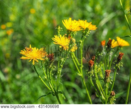 Blooming Flowers Of Yellow Thistle Thistle In A Meadow On A Summer Sunny Day