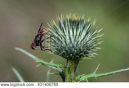 A Close Up Of A Fly On A Plant.