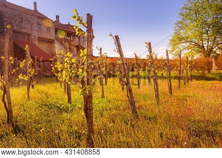Panorama View Of Alaverdi Orthodox Monastery And Vineyard In Kakhetia Region In Eastern Georgia