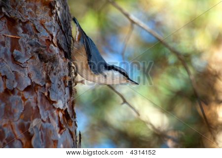 Nuthatch