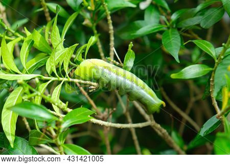 Selective Focus Of Final Instar Larva Caterpillar At The Tree Eating Leaves During Evening