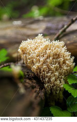 Family Of Beige Edible Crown-tipped Coral Mushrooms Or Artomyces Pyxidatus Growing On A Fallen Fir T