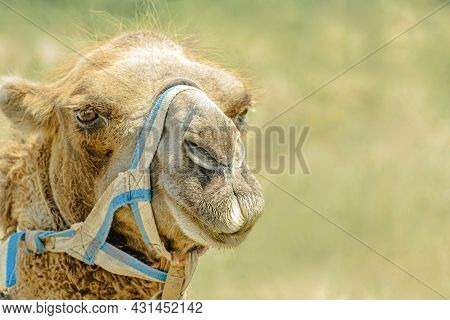 Camel Close-up Portrait. Cute Friendly One-humped Camel