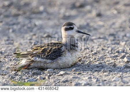 Red Necked Phalarope Bird At Vancouver Bc Canada
