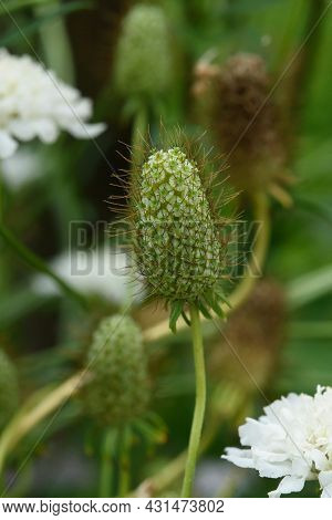 The Inflorescence Of A Scabious Flower Is Close-up On A Flower Bed.