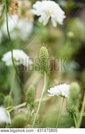 The Inflorescence Of A Scabious Flower Is Close-up On A Flower Bed.