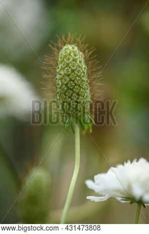 The Inflorescence Of A Scabious Flower Is Close-up On A Flower Bed.