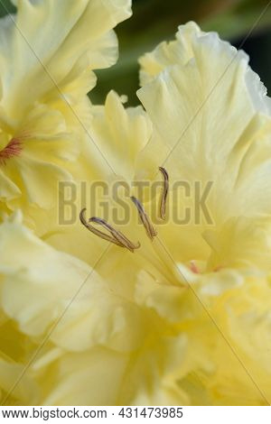 Gladiolus Inflorescence With Pistils And Stamens In Detail