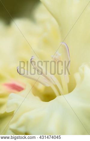 Gladiolus Inflorescence With Pistils And Stamens In Detail