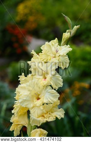 Gladiolus Inflorescence With Pistils And Stamens In Detail