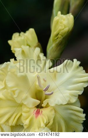 Gladiolus Inflorescence With Pistils And Stamens In Detail
