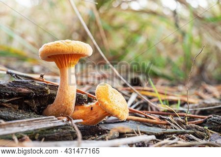 Lactarius deliciosus or red pine mushroom in the forest close-up.