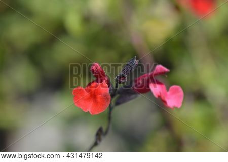 Baby Sage Red Velvet Flowers - Latin Name - Salvia Microphylla Red Velvet