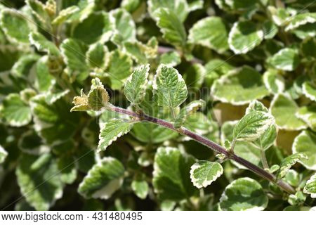 Swedish Ivy Marginatus Leaves - Latin Name - Plectranthus Forsteri Marginatus