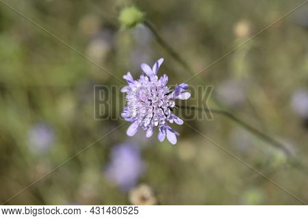 Dove Scabious Flower - Latin Name - Scabiosa Columbaria