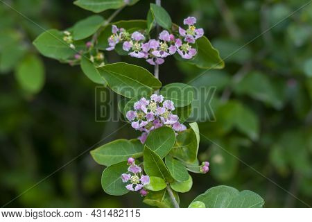 Purple Flower With Pollen Of Cherry Bloom On The Tree In The Garden.