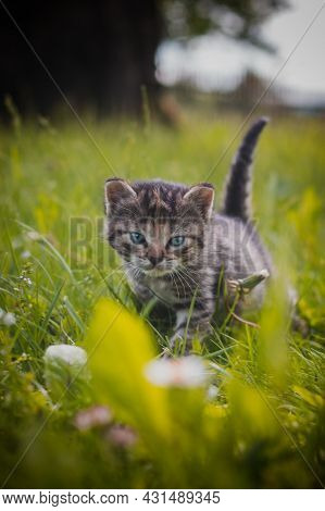 Grey Furry Kitten With Blue Eyes Takes Its First Steps In The Grass And Explores The World Around It