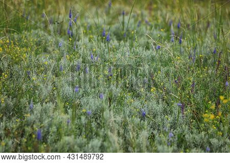 Grass With Flowers On The Lawn. Abstract Background