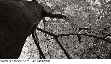 Landscape Nature Forest Photo With Trees And Leaves