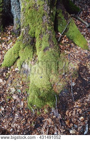 Landscape Nature Forest Photo With Trees And Leaves