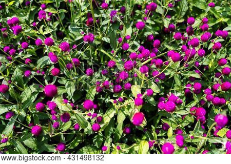 Flowers of Gomphrena globosa, commonly known as globe amaranth, is an edible plant from the family Amaranthaceae.