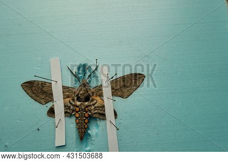 Pinned Tomato Hornworm Moth With Wings Spread On A Foam Board