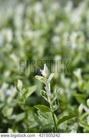 Wintercreeper Harlequin - Latin Name - Euonymus Fortunei Harlequin