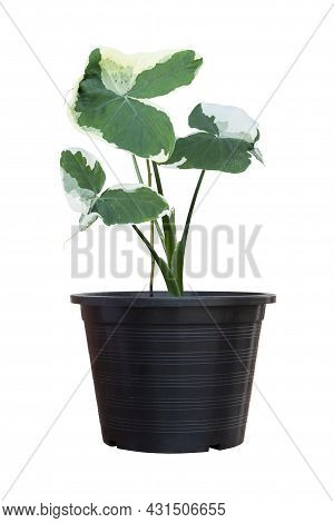 Xanthosoma Sagittifolium (l.) Schott Or Alocasia  Mouse Growing In Black Plastic Pot Isolated 