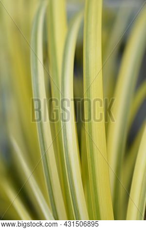 Slender Sweet Flag Ogon Leaves - Latin Name - Acorus Gramineus