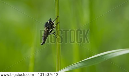 Tolmerus Cingulatus. Robber Fly, Asilidae, Natural Background. Machimus Cingulatus. Predator Insect 