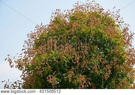 It Sprouts Bronze-pink, Has A Fresh Green Color In Summer And Turns Fiery Orange In Autumn And Then 