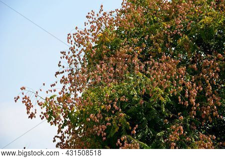 It Sprouts Bronze-pink, Has A Fresh Green Color In Summer And Turns Fiery Orange In Autumn And Then 