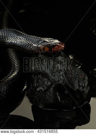 Drymarchon On On The Stones, Black Background Of Cameos, Fog. Snake Art