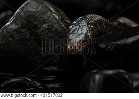 Drymarchon On On The Stones, Black Background Of Cameos, Fog. Snake Art
