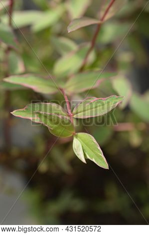 St. Johns Wort Tricolor - Latin Name - Hypericum X Moserianum Tricolor