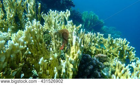 Leopard Blenny (exallias Brevis) Undersea, Red Sea, Egypt, Sharm El Sheikh, Nabq Bay