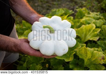 farmer picking pattypan squash on an organic farm