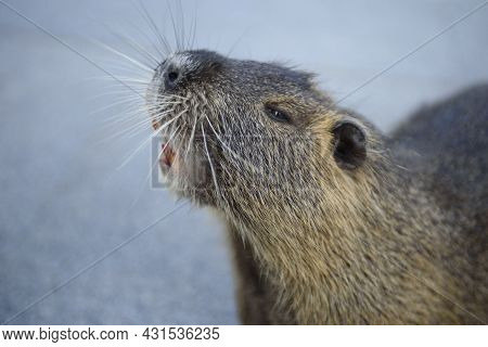 Close-up Portrait Of Nutria. Adult Large Nutria With A Beautiful Color Of Valuable Fur