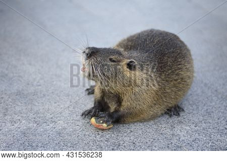 Portrait Of Nutria. Adult Large Nutria With A Beautiful Color Of Valuable Fur